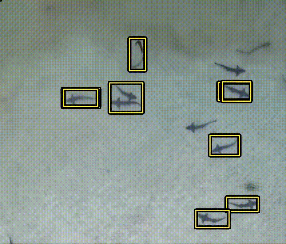 Marine Animal Object Detection with KerasCV